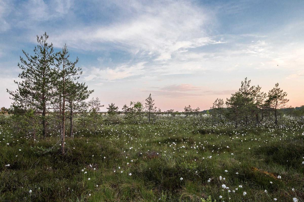 Massif mellifère de vivaces attirant les pollinisateurs aménagé par Terra Vireo